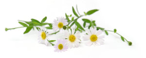 Kamille für blondes Haar