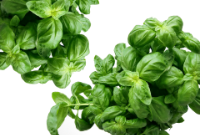 Basilikum Rizinus Haarkur Basilikum Rizinus Haarkur